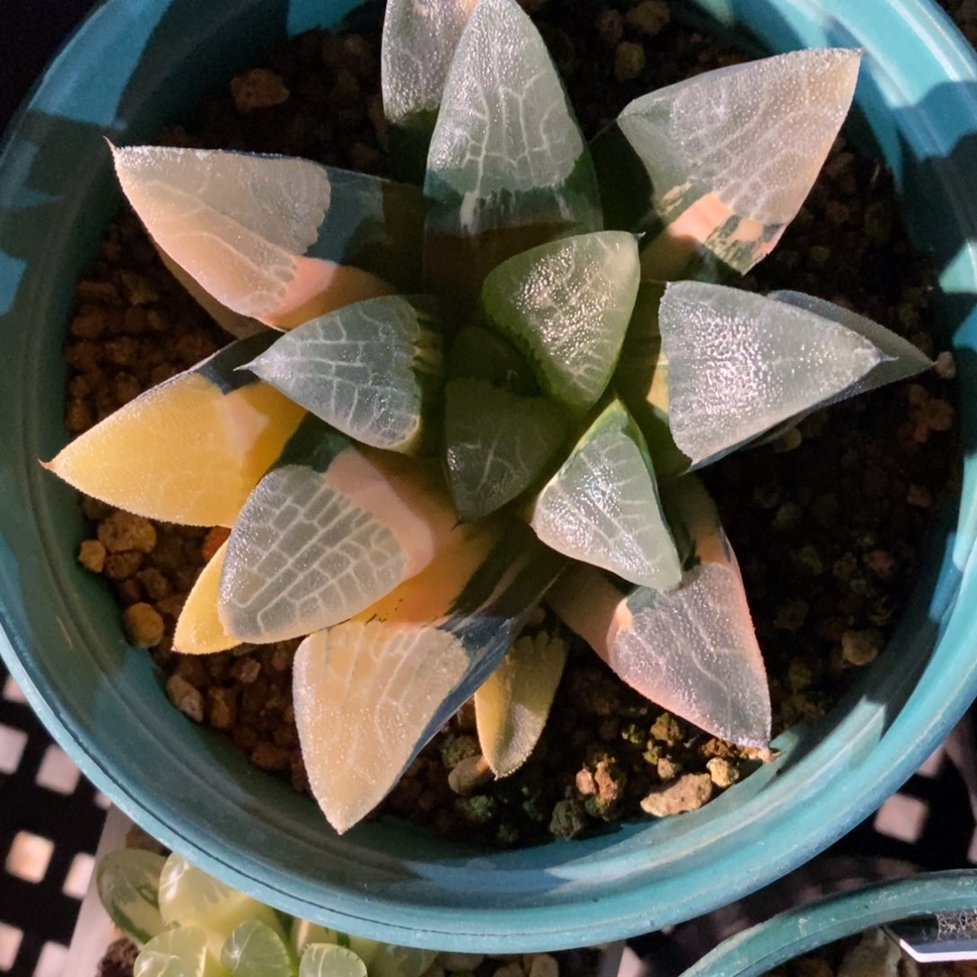 一颗实生大克锦。   