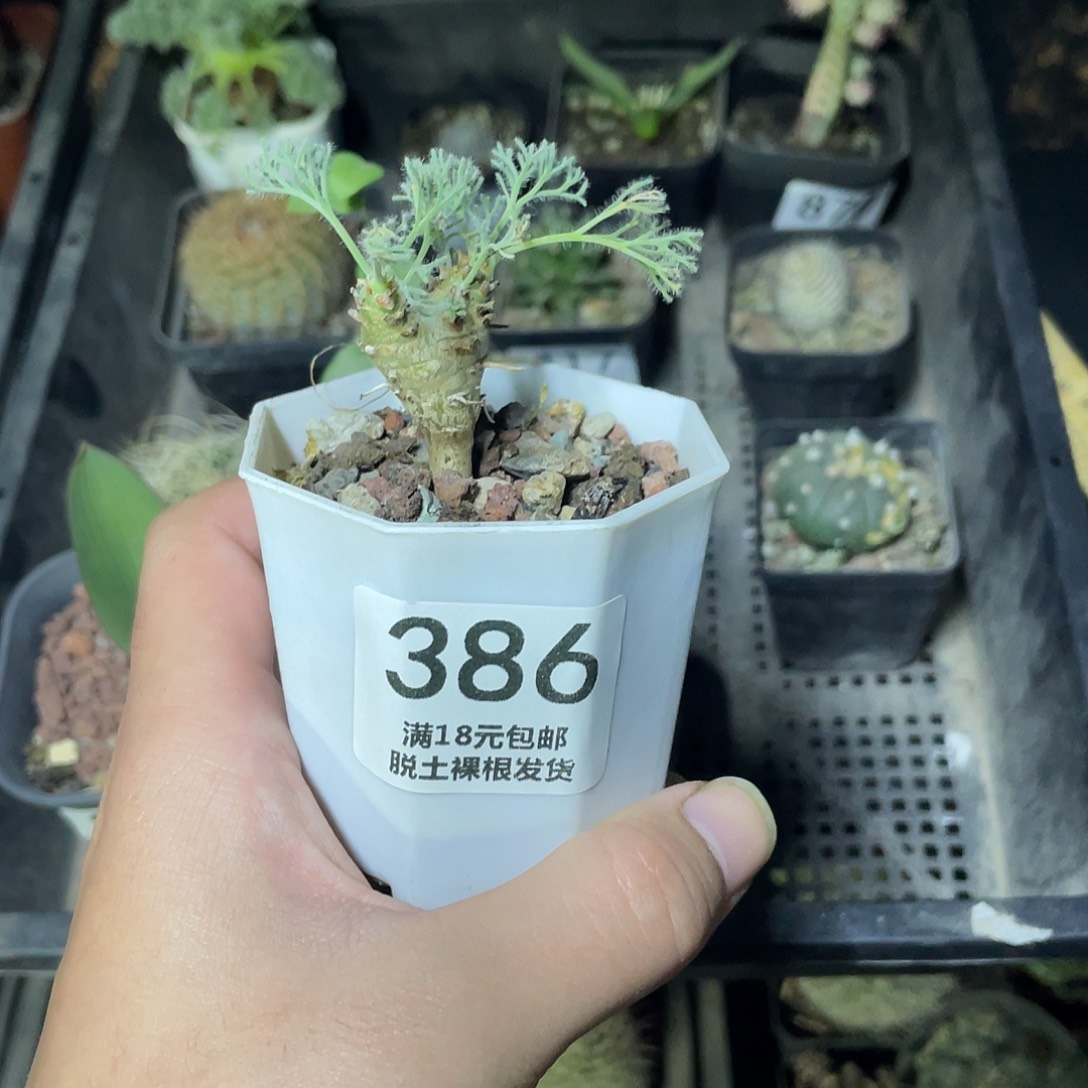 386白皮月界（满18包邮）