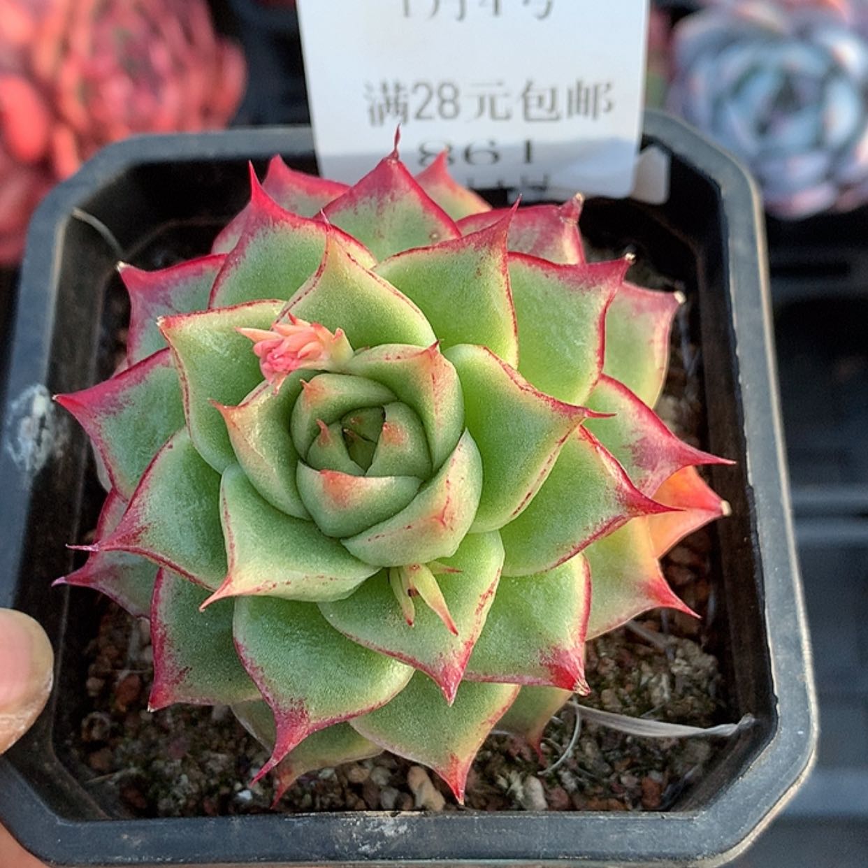 【闪购商品】云861号晴空珍妮6厘米