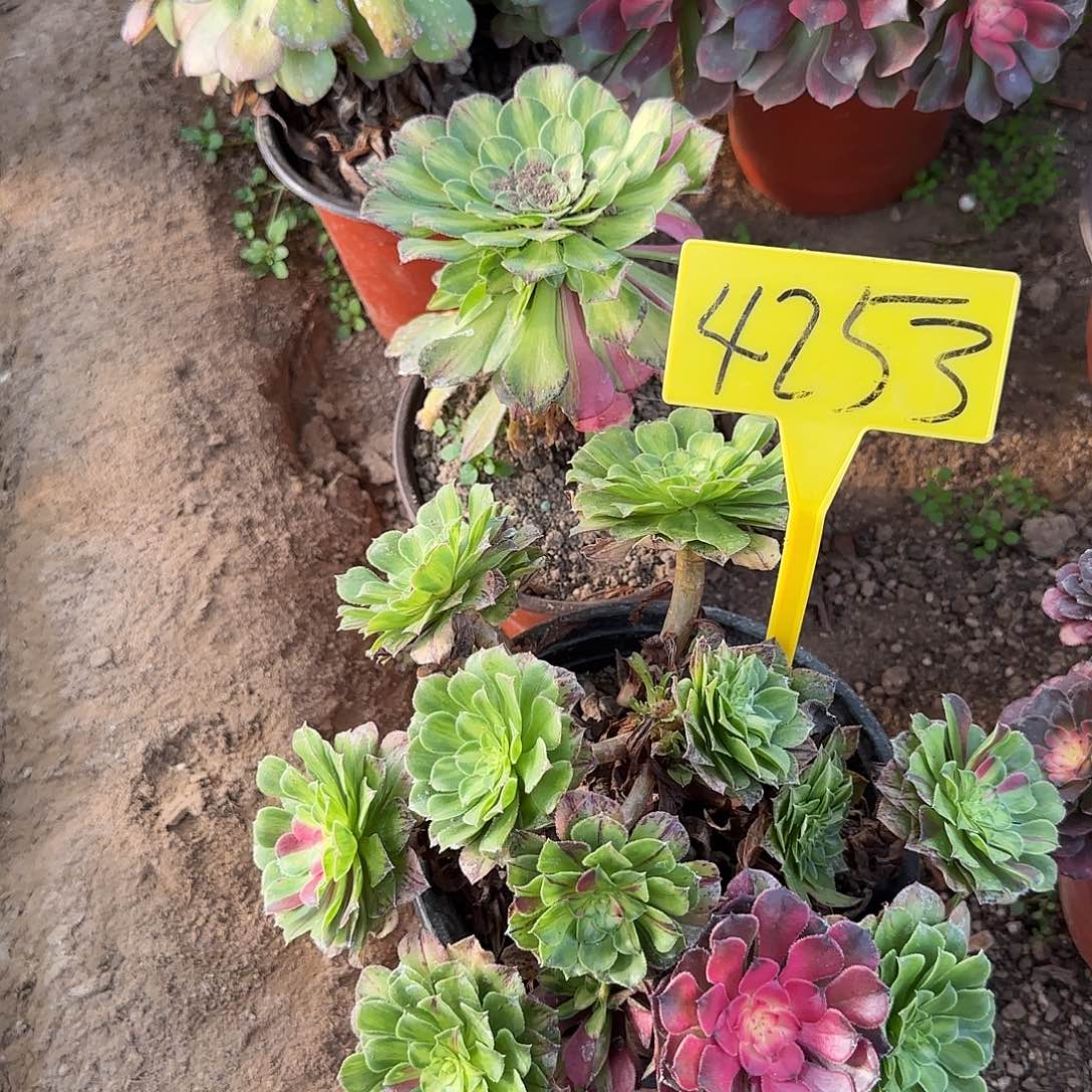 暖***爱4253---多头知否。知否。知否