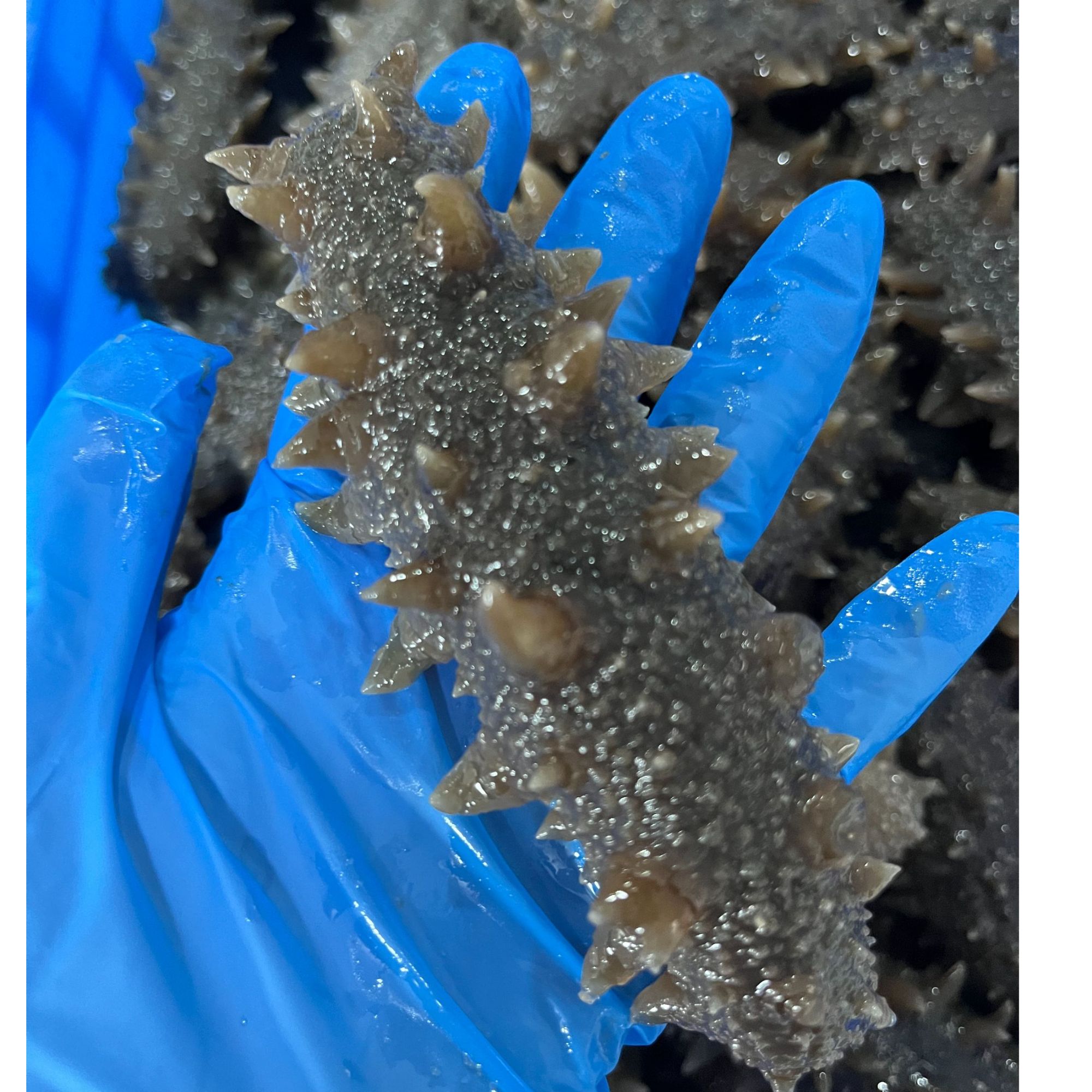 【即食海参】海参 开袋即食5头左右大连海参   冷冻单只真空发货