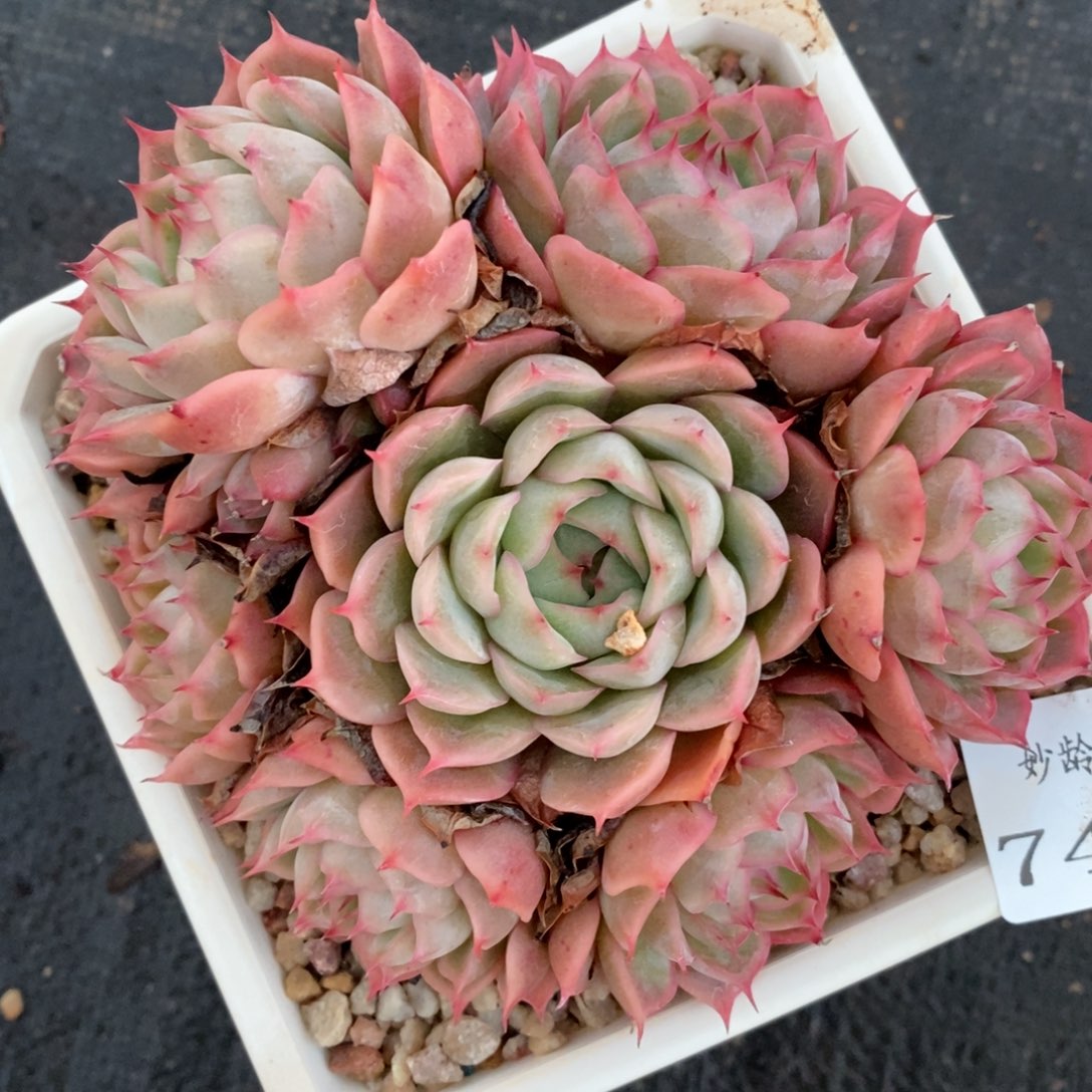 7479杂交多肉老桩