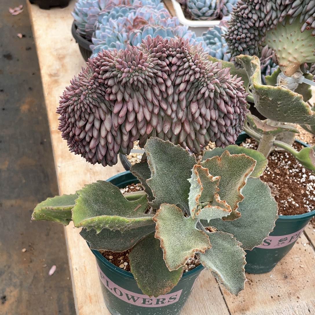 大***龙多肉植物多肉植物