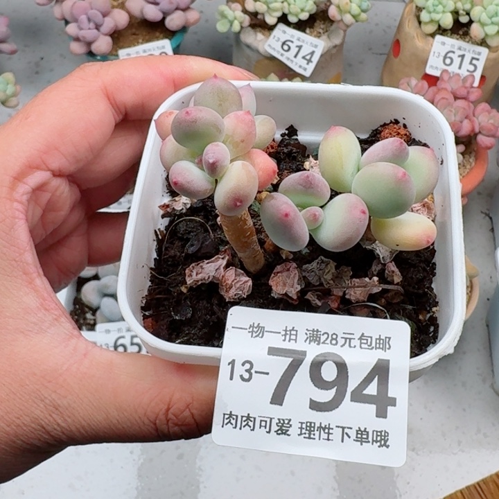苹果奶多肉无盆土发