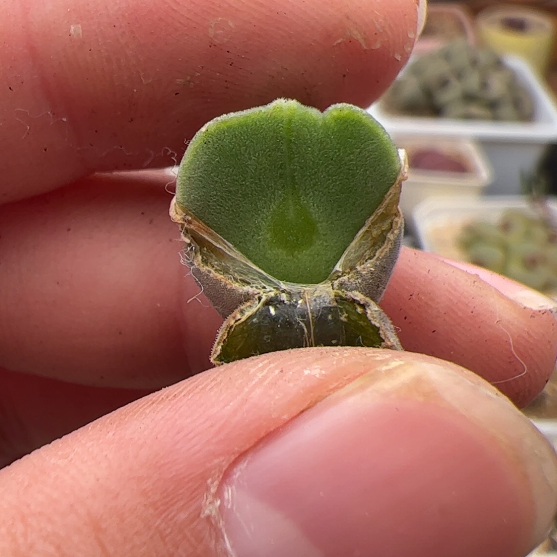 0385号大眼空蝉 多肉植物
