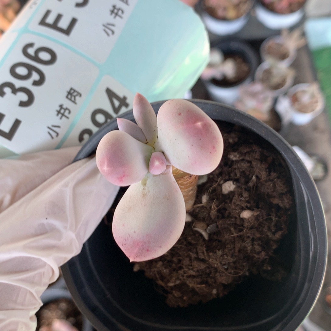 小屁桃小屁桃小屁桃397