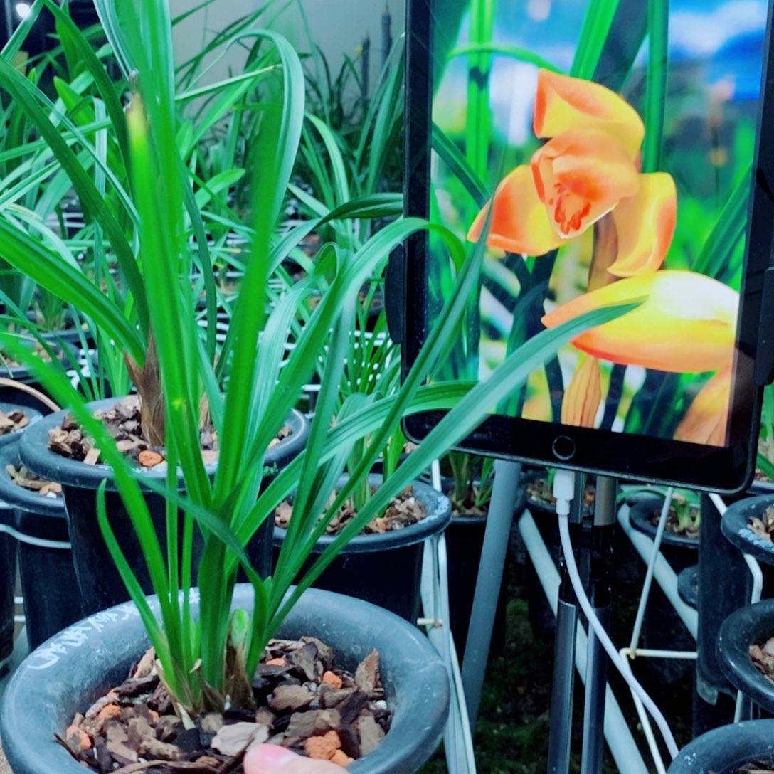 大部分花苞少量开放