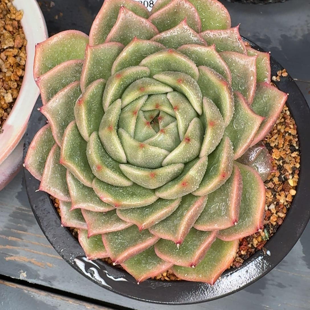 从前慢多肉精选编号1208.380