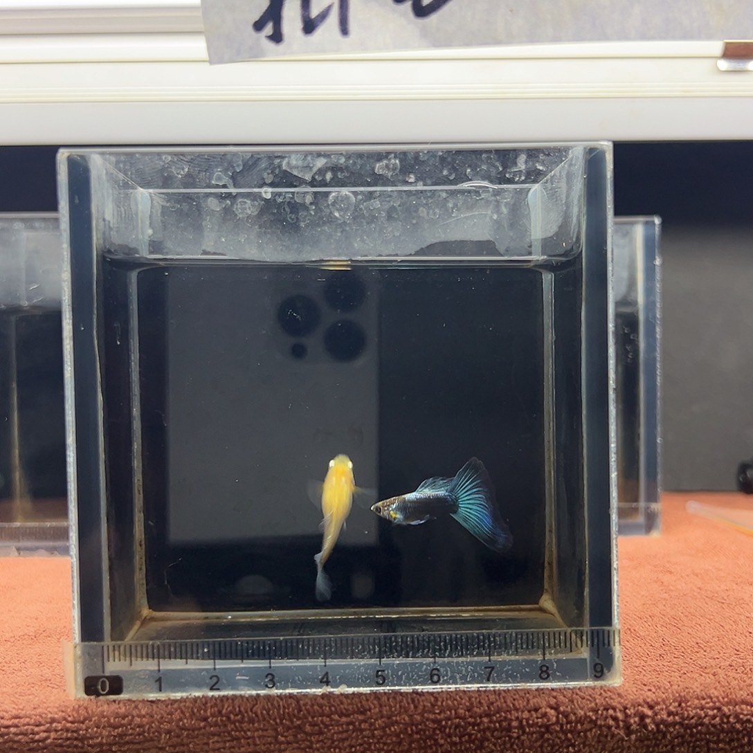 孔雀鱼蓝礼服鸥翼一对