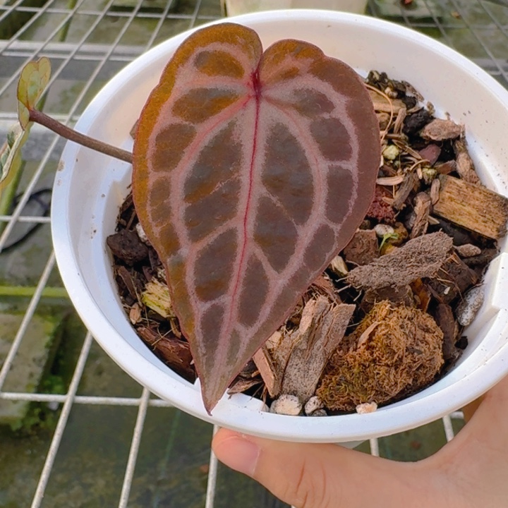 完全开放1虹霓花烛