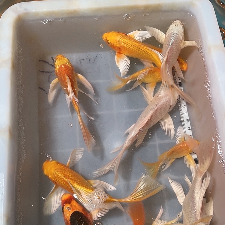 蝴蝶鲤鱼渔场直发57