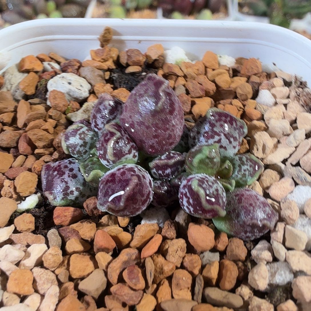 雅***阁达摩海豹              