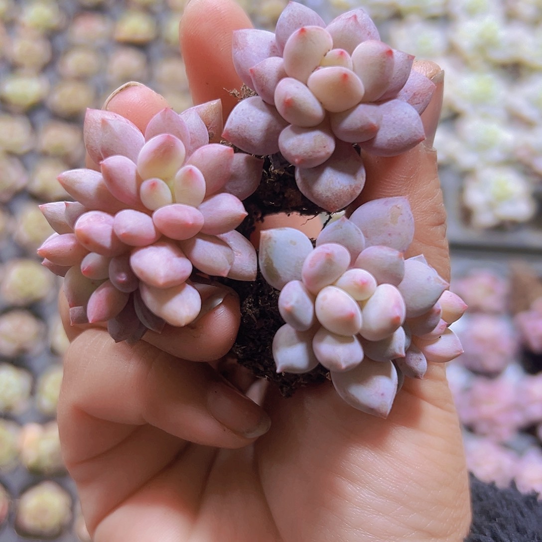 半夏苗3个19包邮多肉