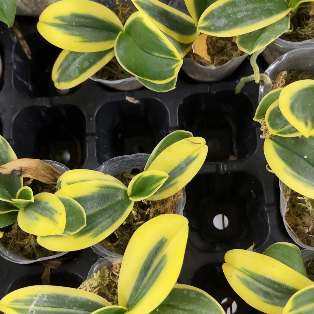 当前无花栽培后可以开花蝴蝶兰金叶咖啡1.7