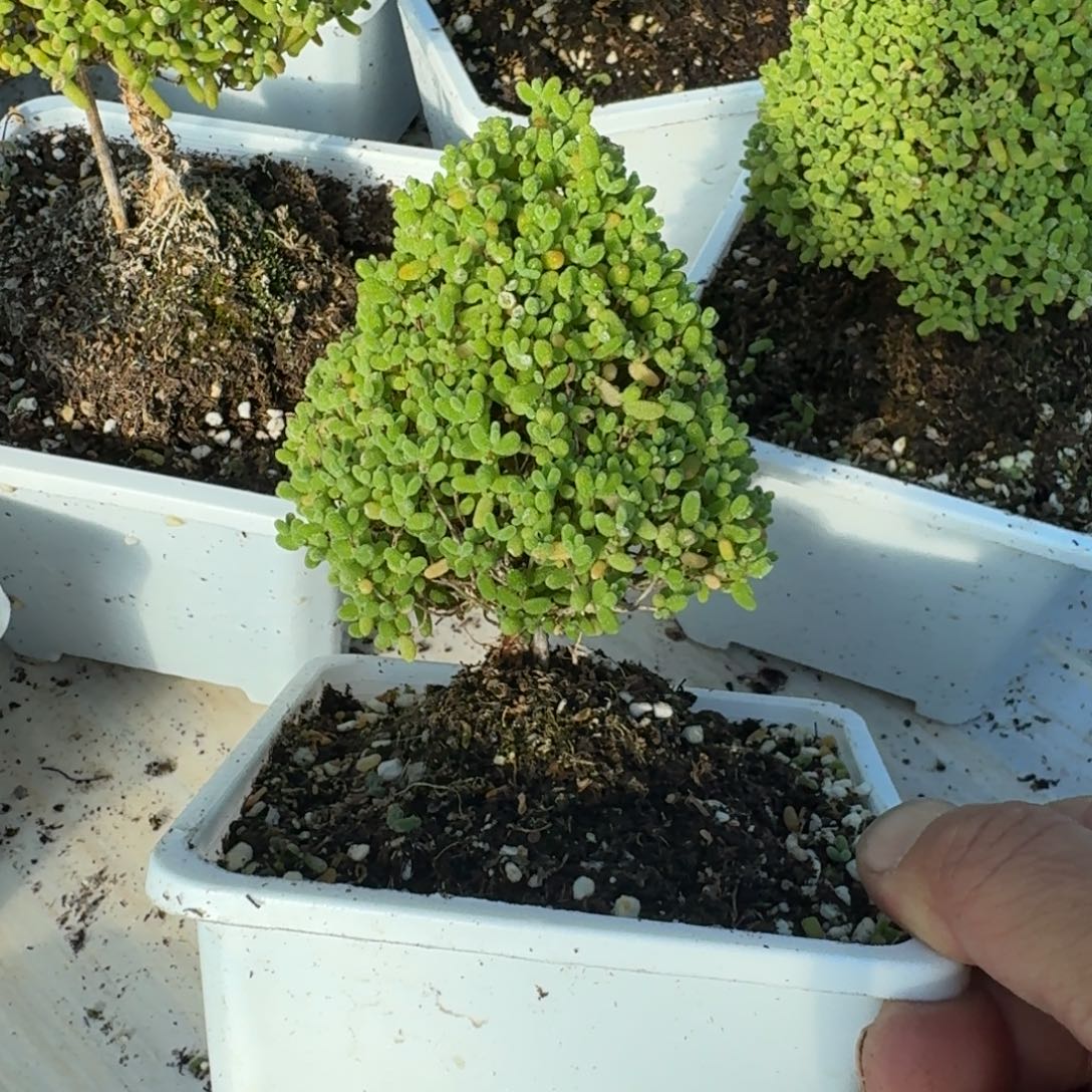 隔****圣诞树蜜橘带盆带土发