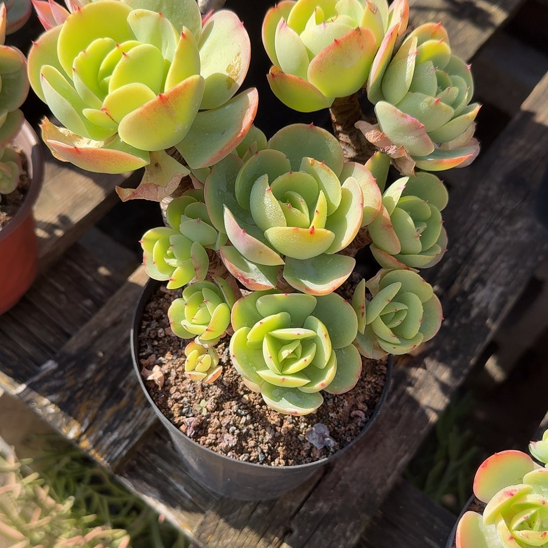 百***娘鸡蛋碧桃多肉植物一颗