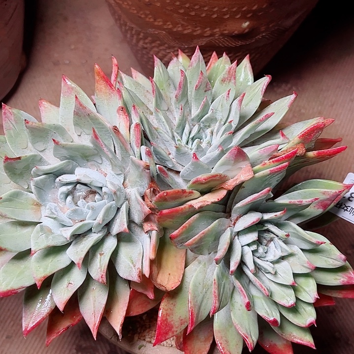 8532大圆叶苹果叶仙女杯多肉