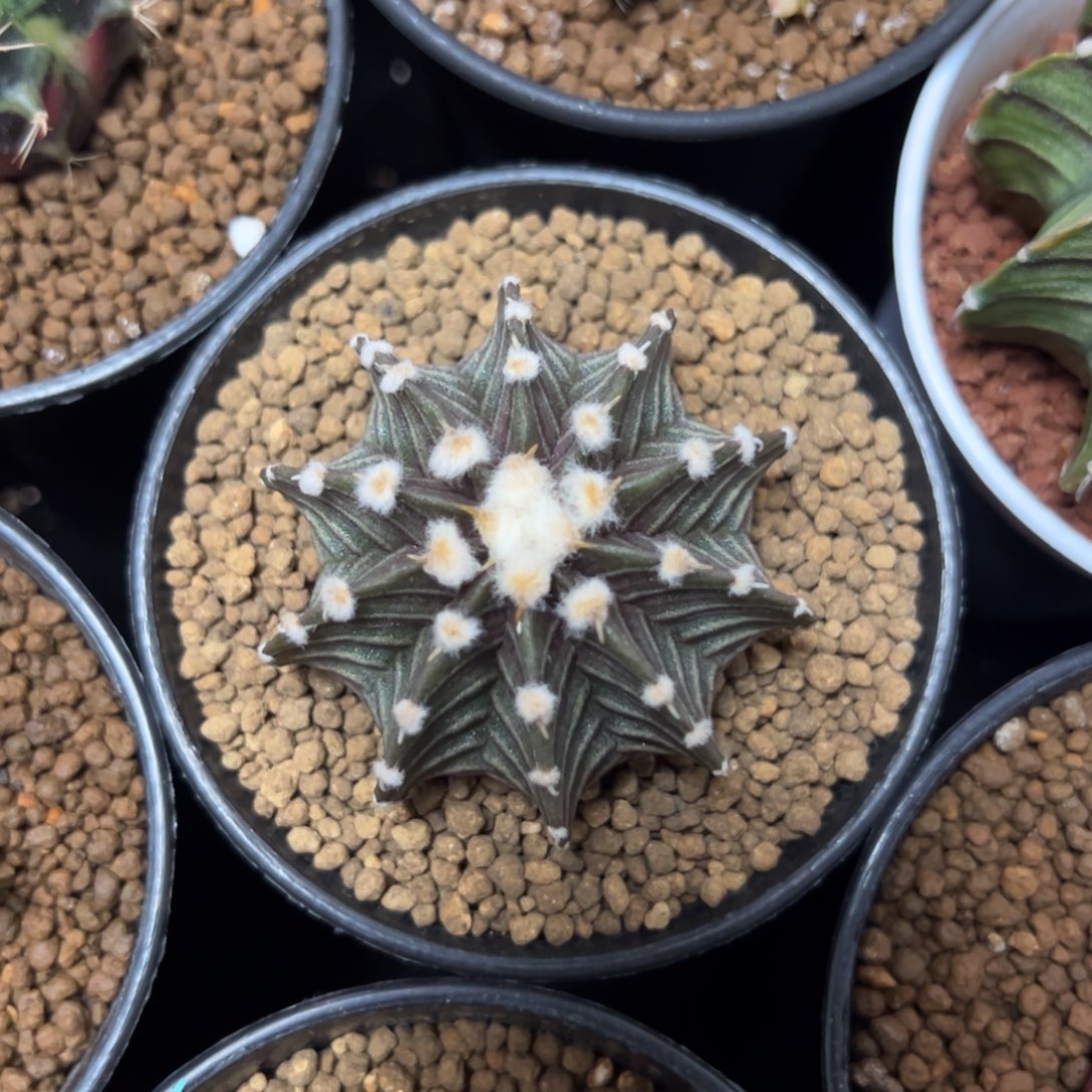 实生高绒肋骨带盆土发货4