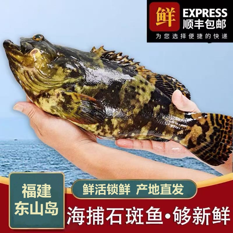 深海龙胆石斑鱼新鲜速冻水产 到手3.5斤左右 大小随机（已杀好 ）