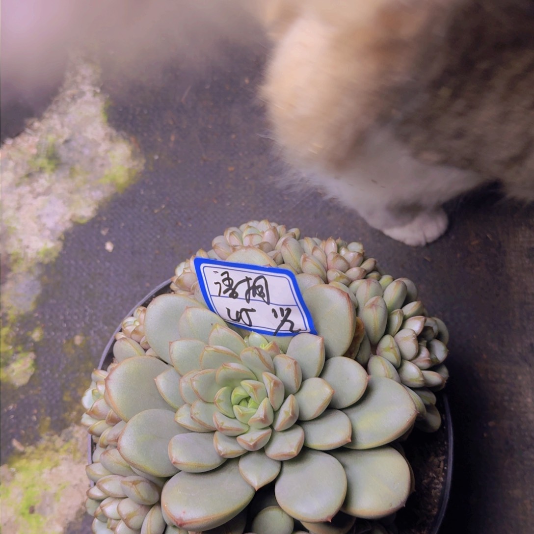 胡****肉语桐葡萄凡艺多肉