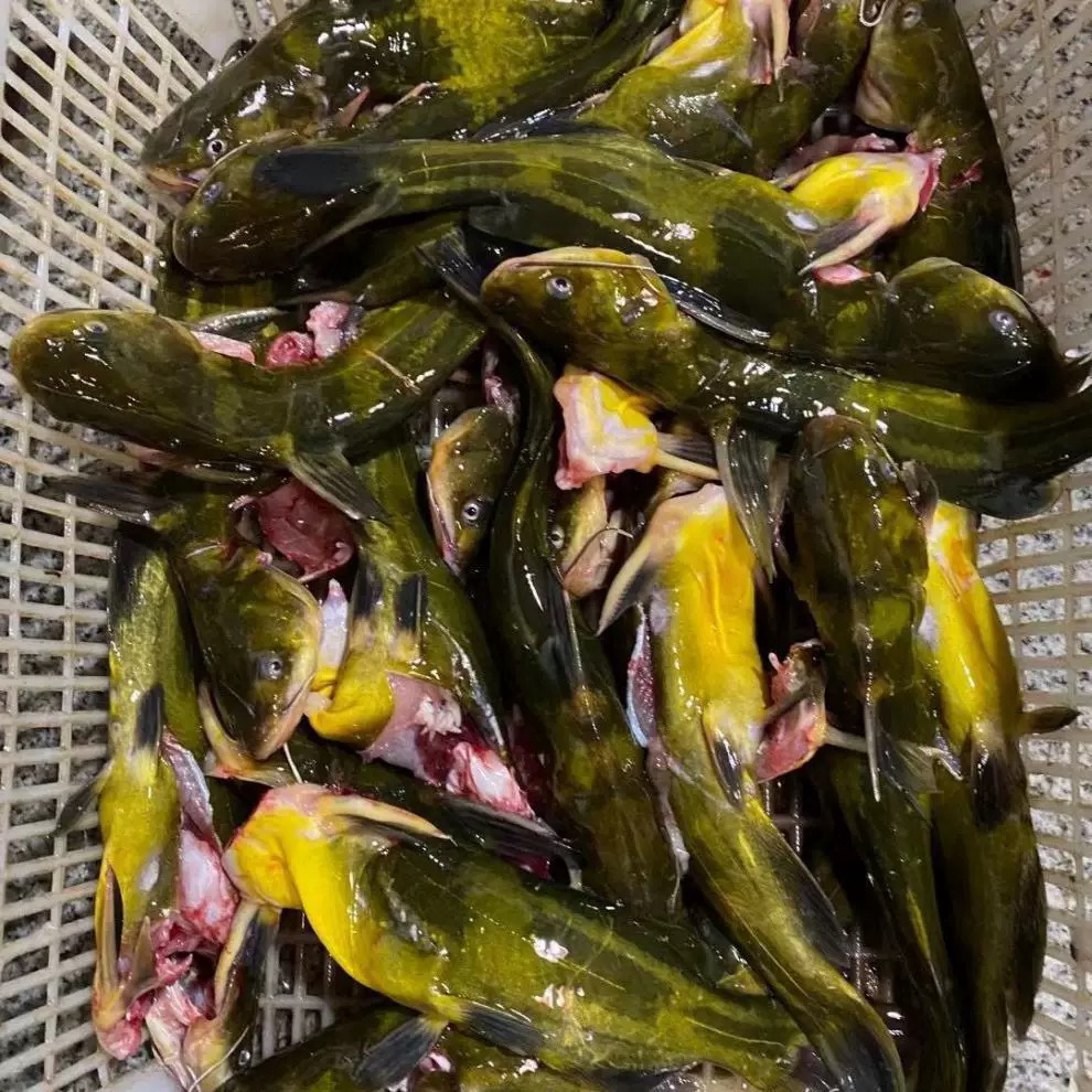 东北冷水嘎牙子6斤包邮