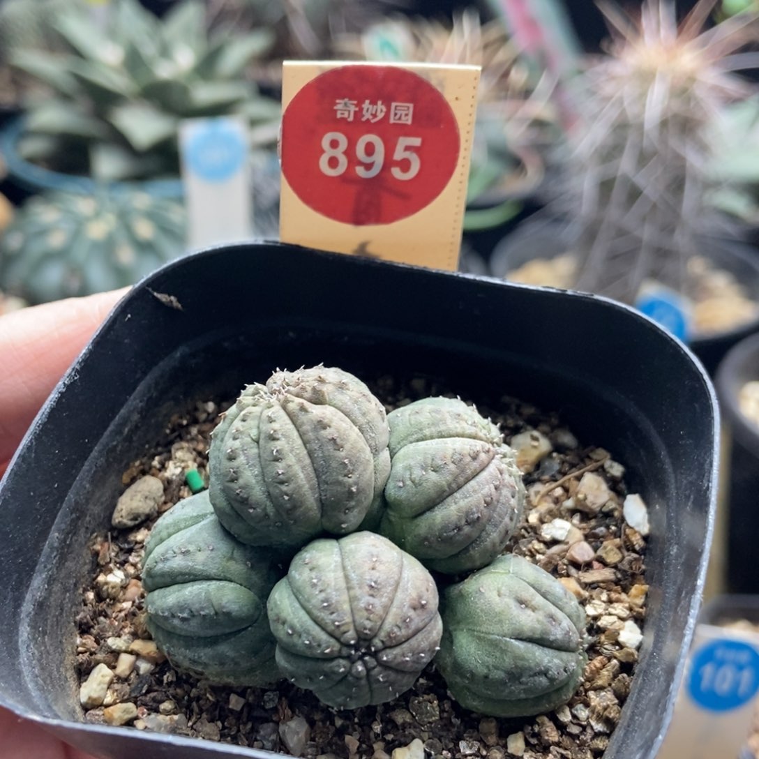 自根布纹球群一颗仙人球