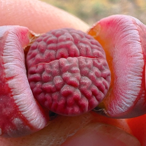 【闪购商品】20031