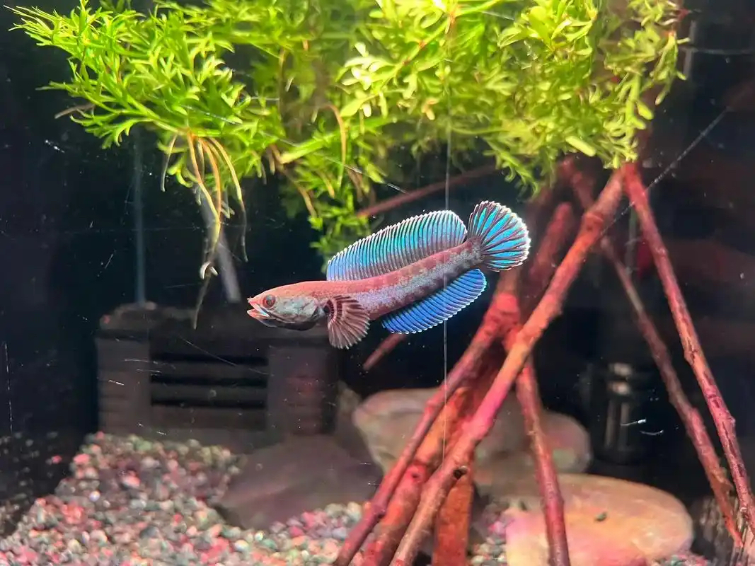 观赏鱼奶茶雷龙淡水活体鱼（直播间专拍）