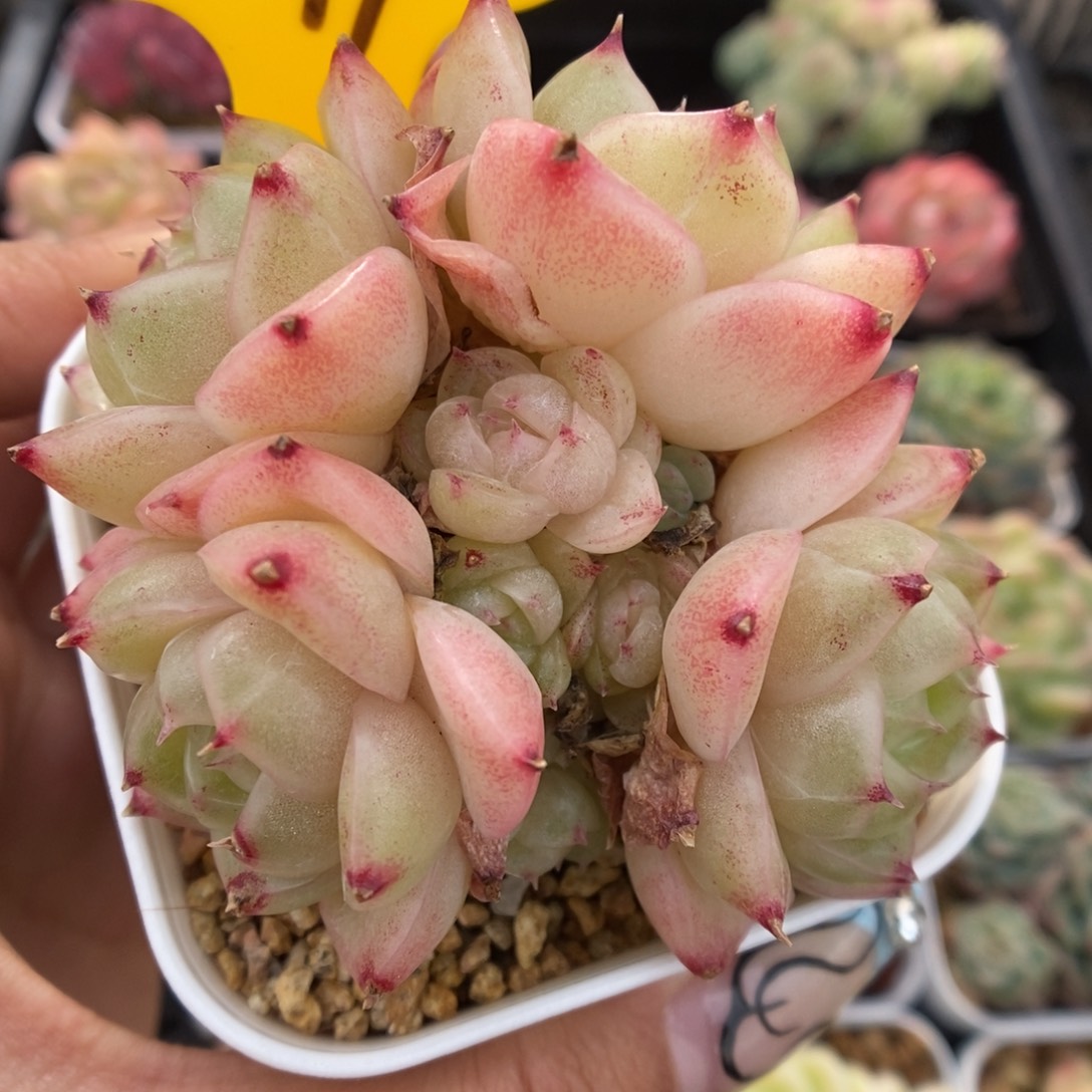 蜜蜡麦秆群生679号。  