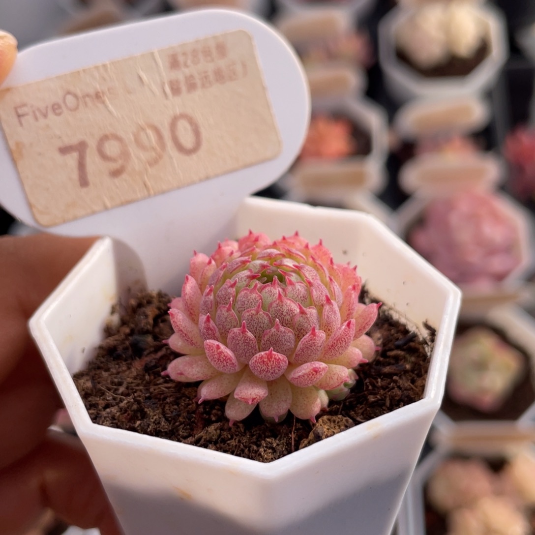 小红衣7990-2.8厘米