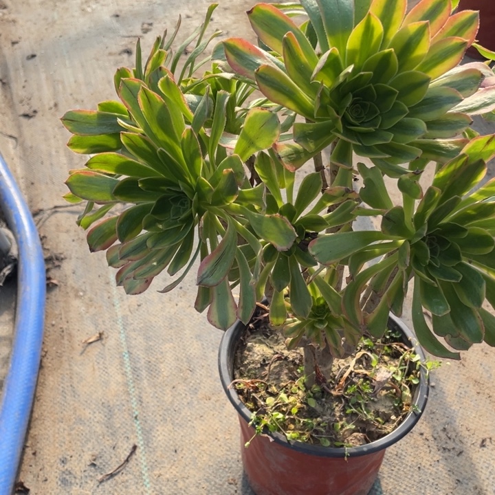 虞姬多肉植物多肉多肉23