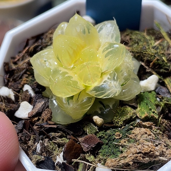 682糊斑水中月锦特选福利