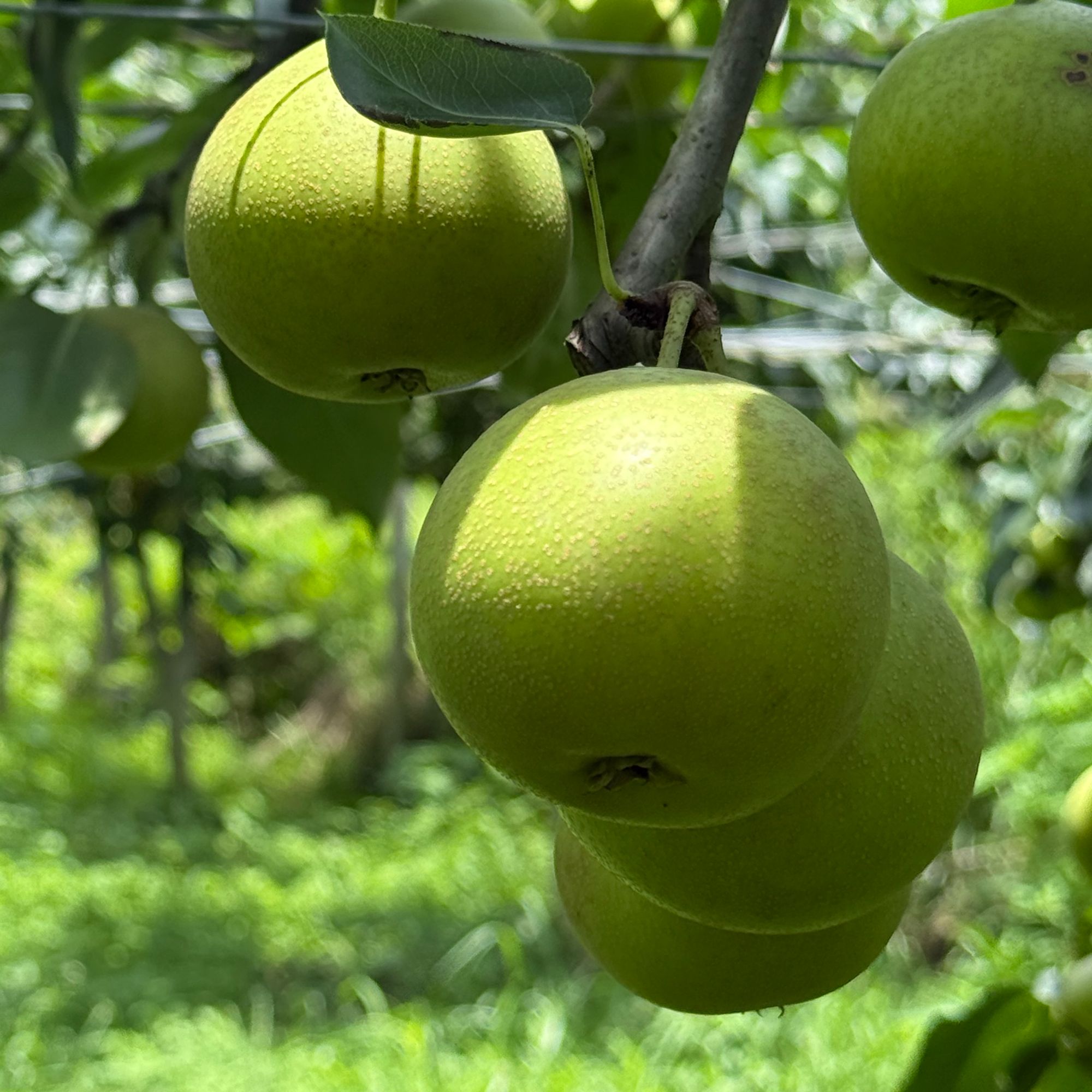 村姑阿香贵州大山种植香脆青皮梨苹果梨