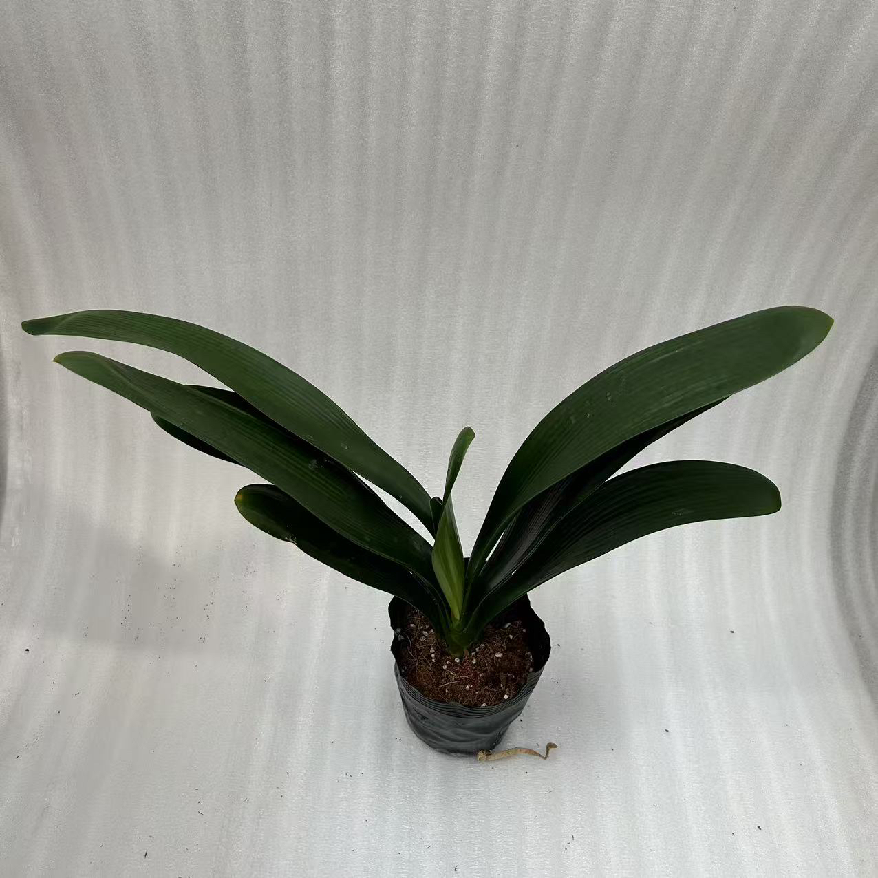 君子兰盆栽室高档植物