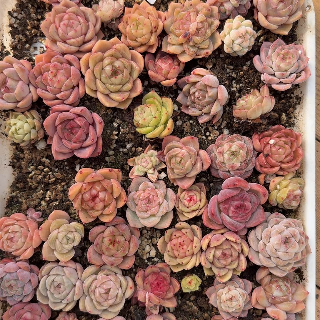 1229-46多肉一物一拍