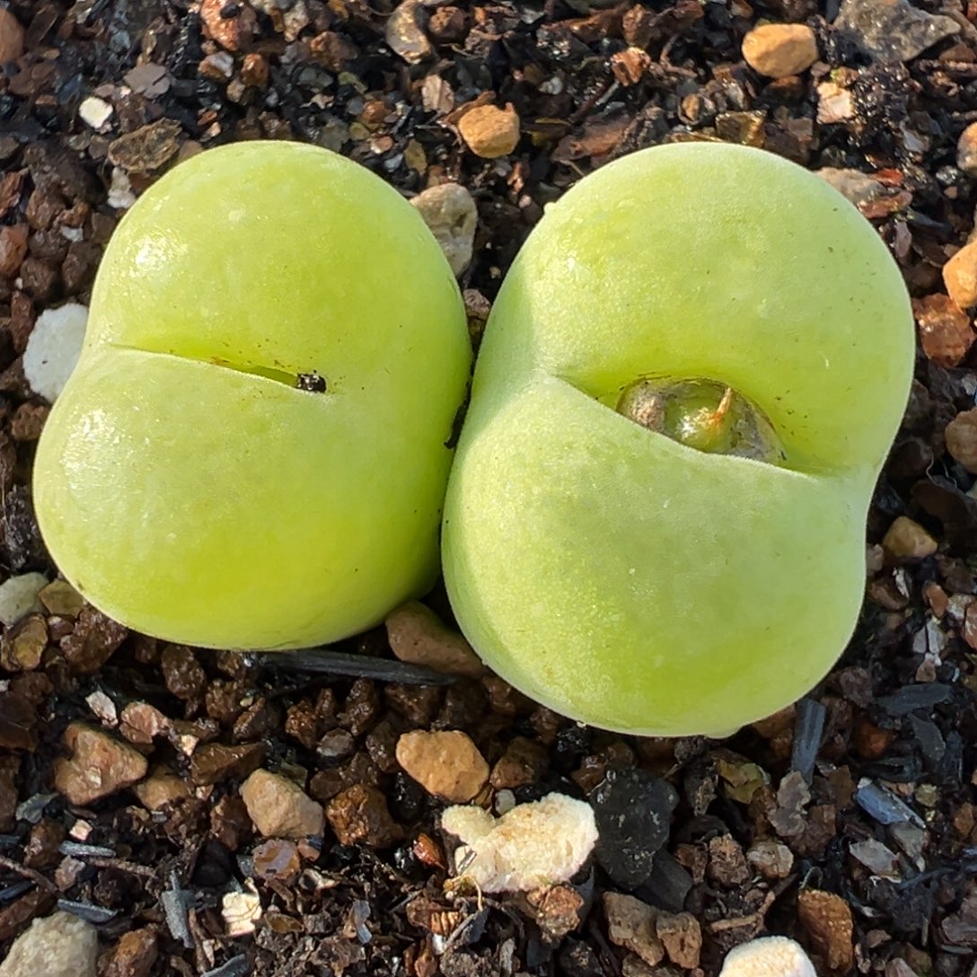 711多肉植物种类多样