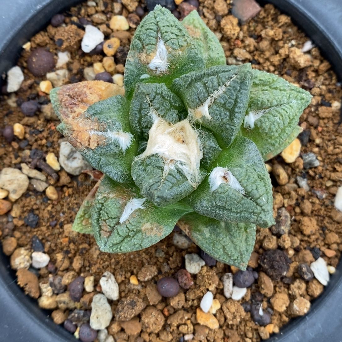 实生小龟甲福利5.9cm