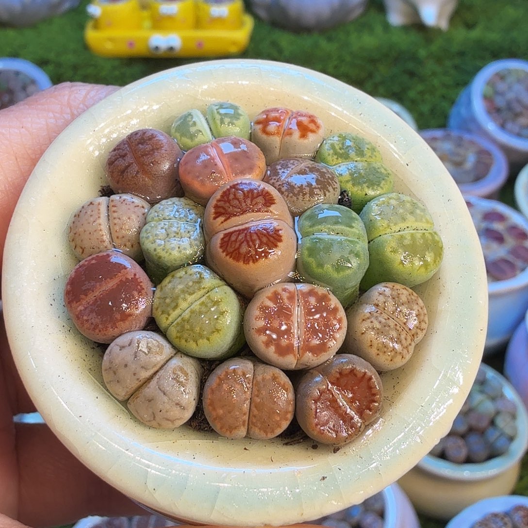 多肉植物福利冲889