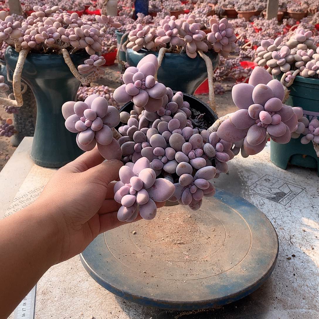 20一物一拍桃蛋老桩