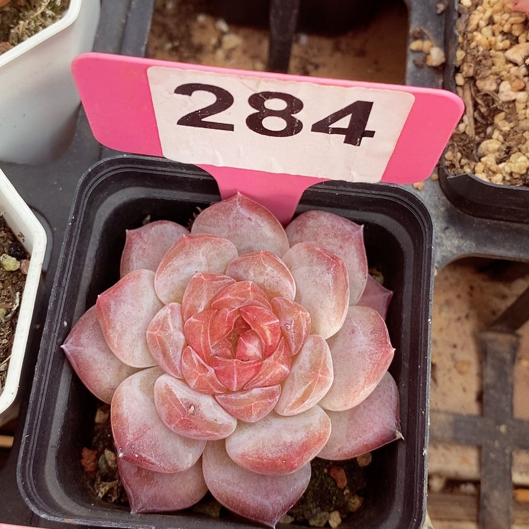 梦****愈冰葡萄6cm多肉植物