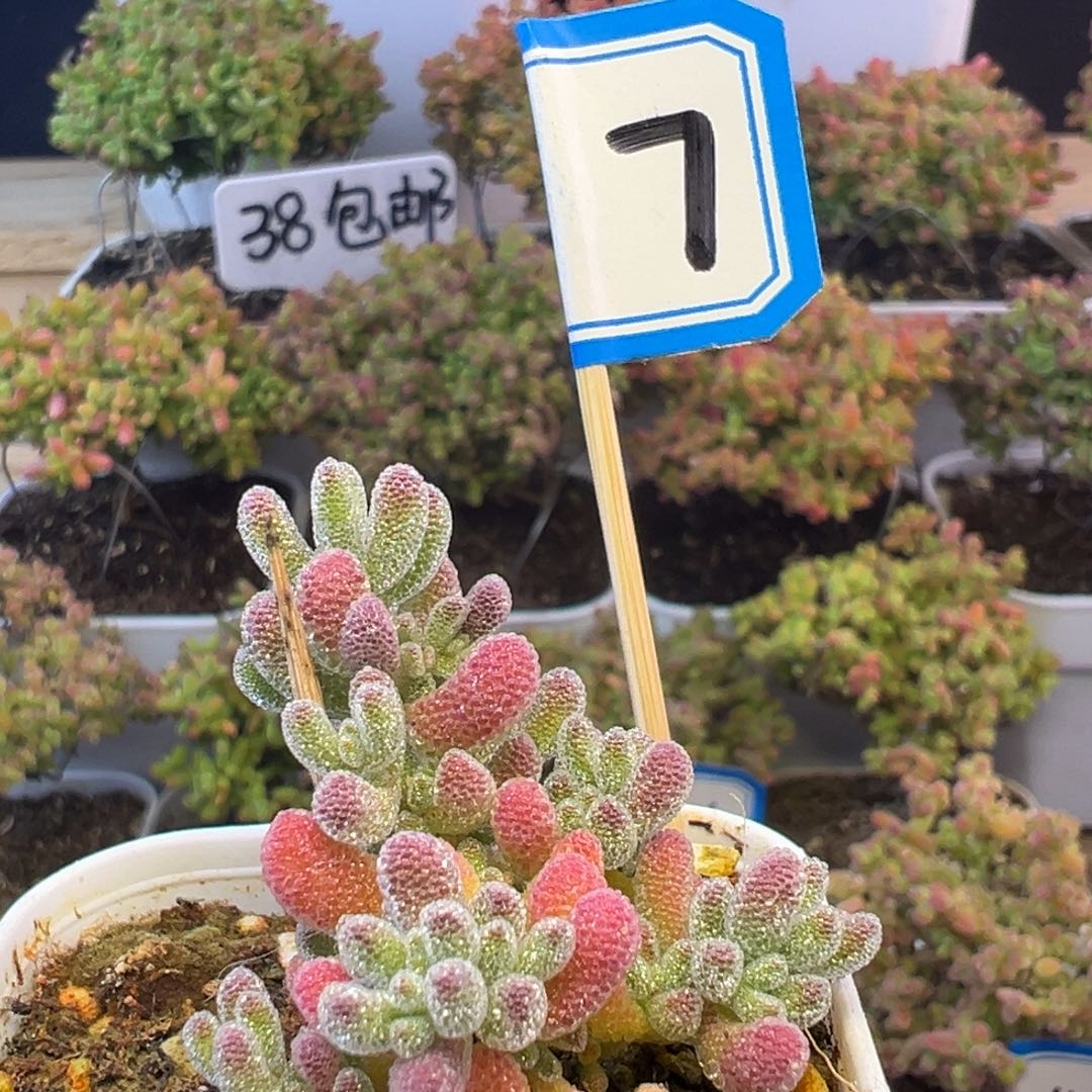 7号实生小冰晶小可爱