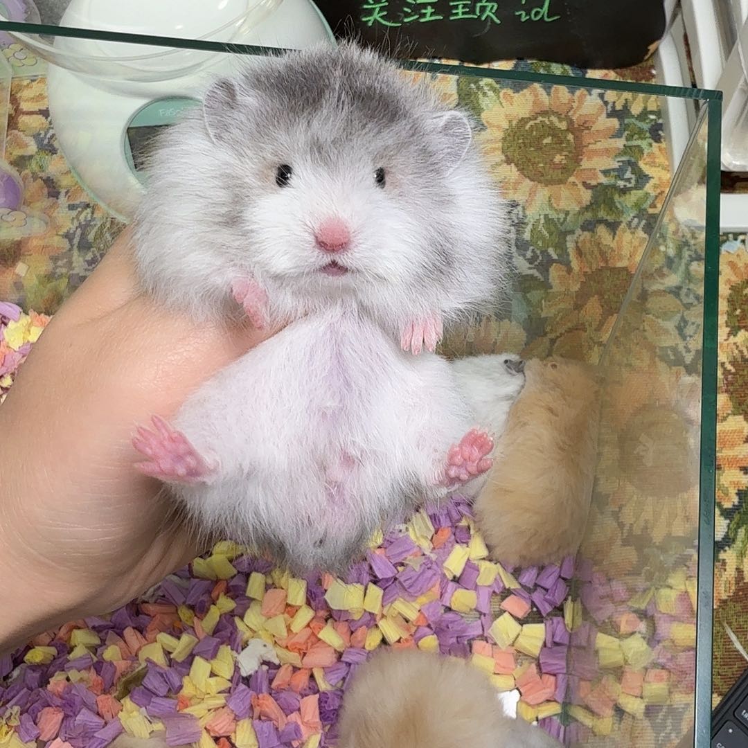 i***o金丝熊黑波弟弟可爱