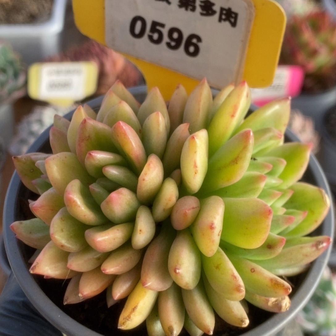 596东云杂看锦锦锦锦锦