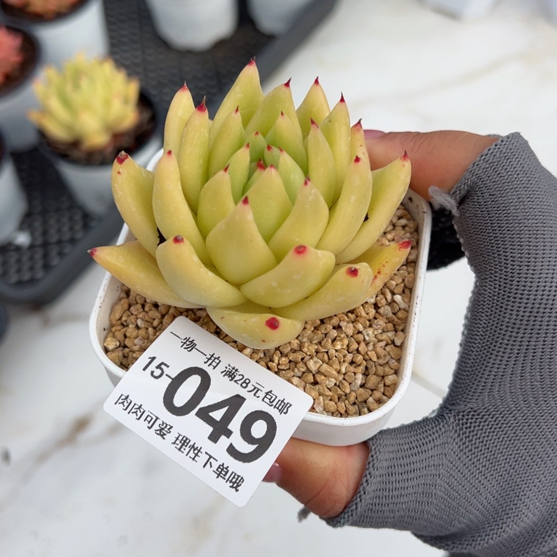 黄金玛利亚多肉多肉多肉多肉