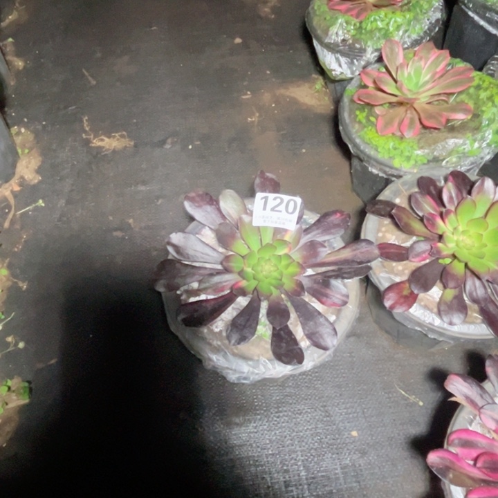 ?**?120多肉植物、花蝴蝶、寄养