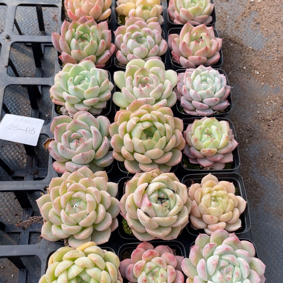 天**纬一物一拍18颗25-95