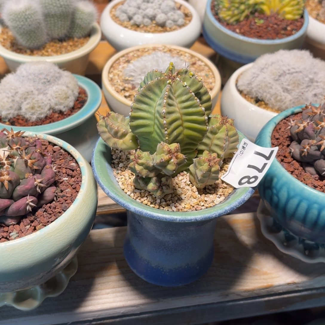 小***干魁伟玉仙人球带盆发货778