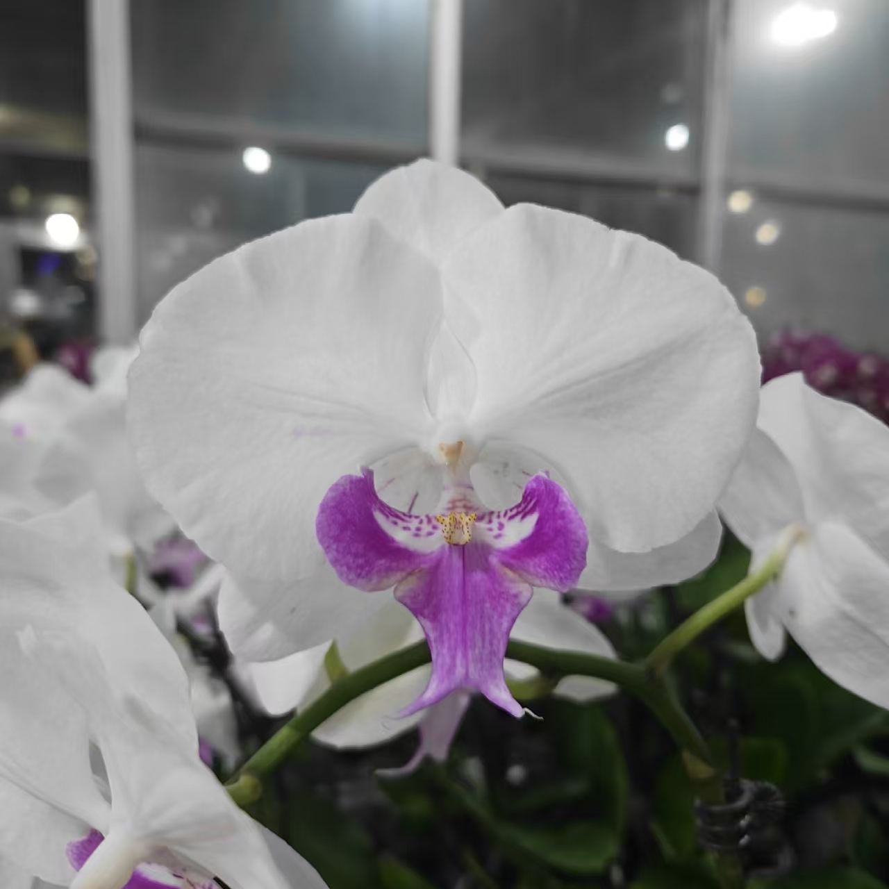 成功【西施】蝴蝶兰精致花卉盆栽四季植物