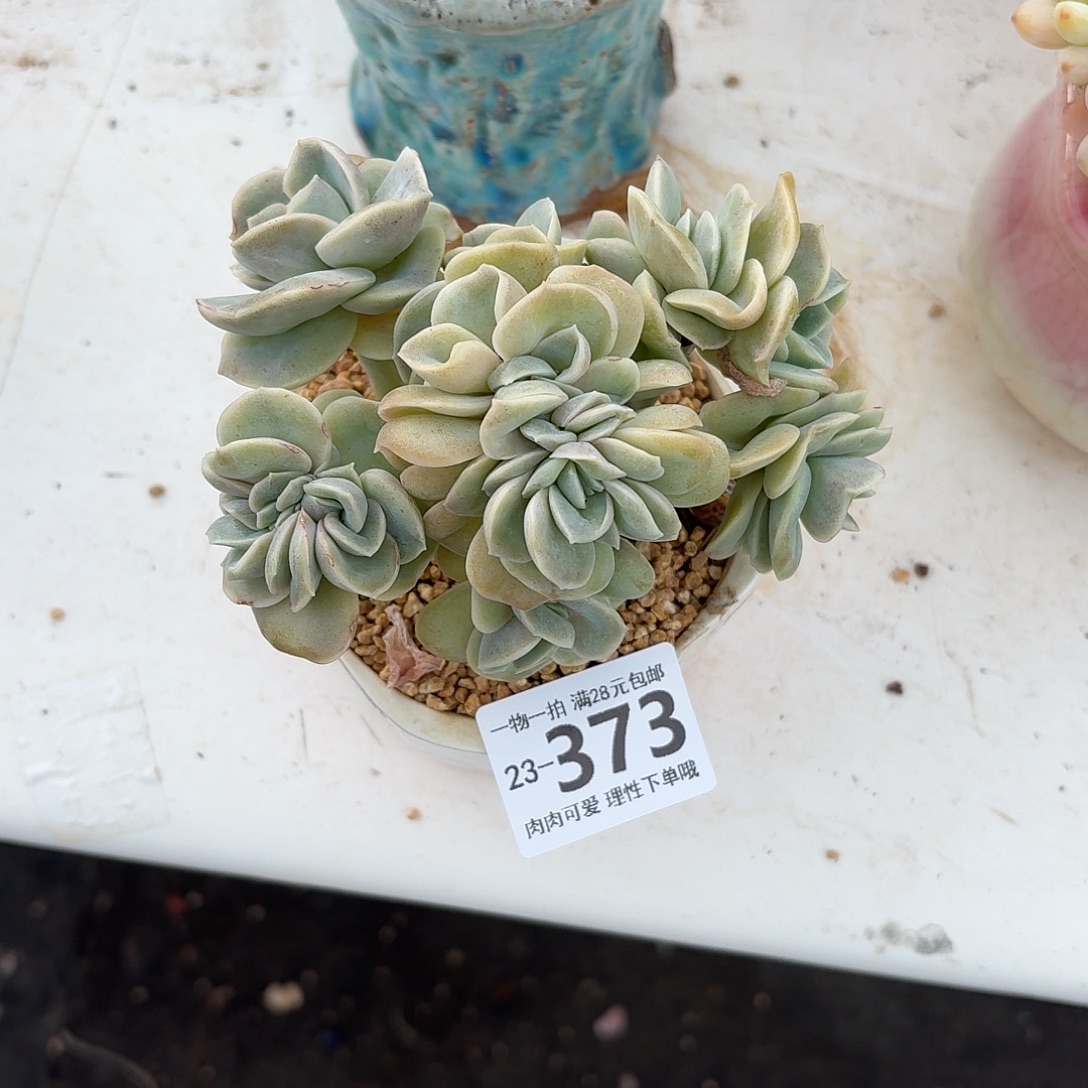 可爱玫瑰缀无盆土发货