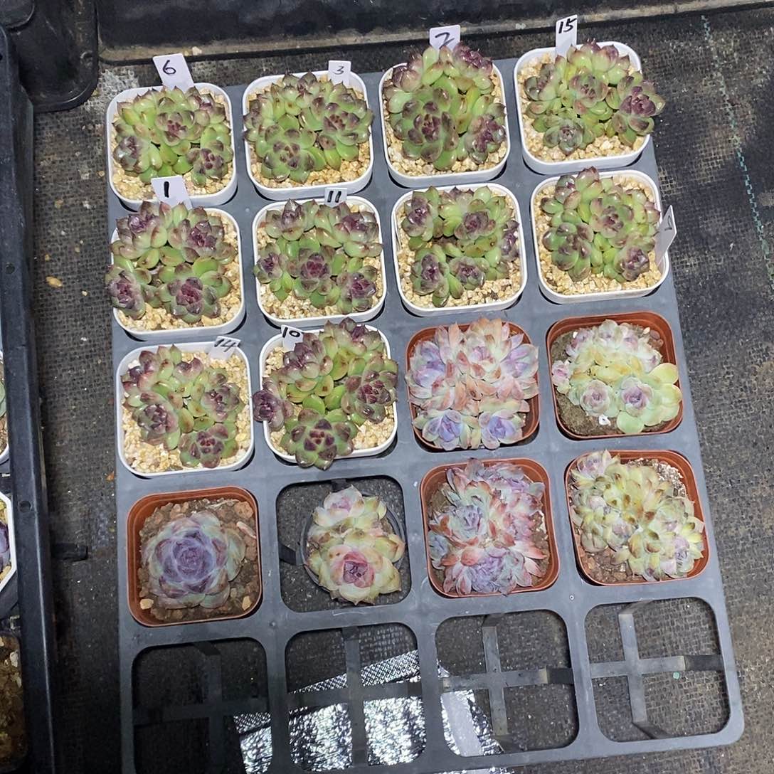 大***冲一筐紫晶杂多肉16颗